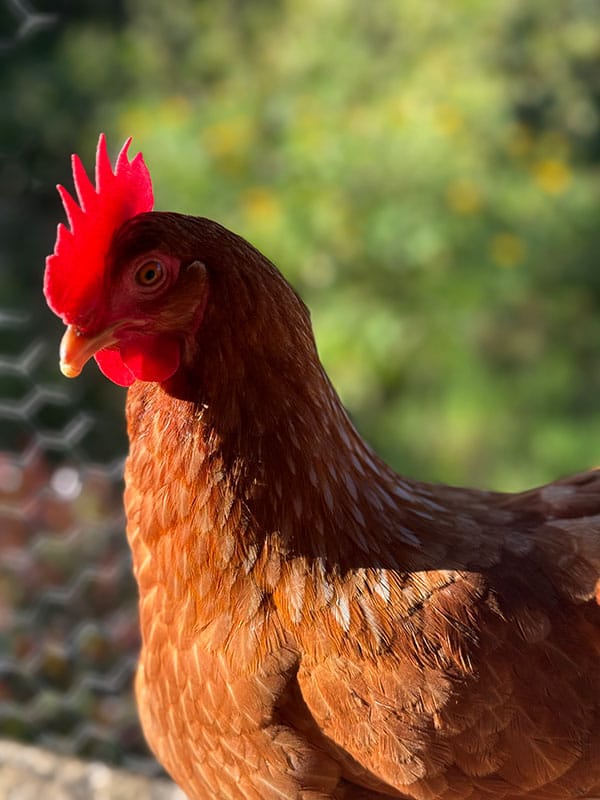 Gallina café bajo la luz del sol con vegetación al fondo